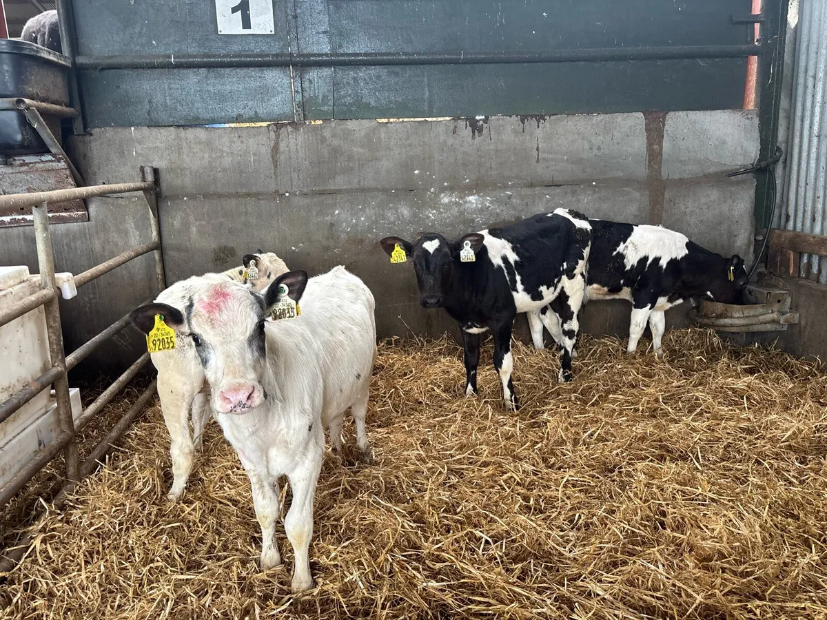5 super Belgian blue weaned heifer’s - Image 4