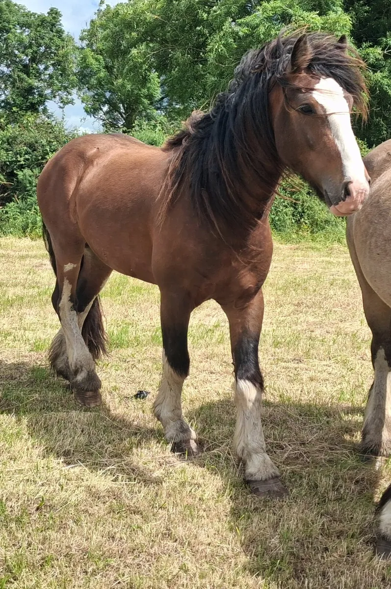 Gelding - Image 1