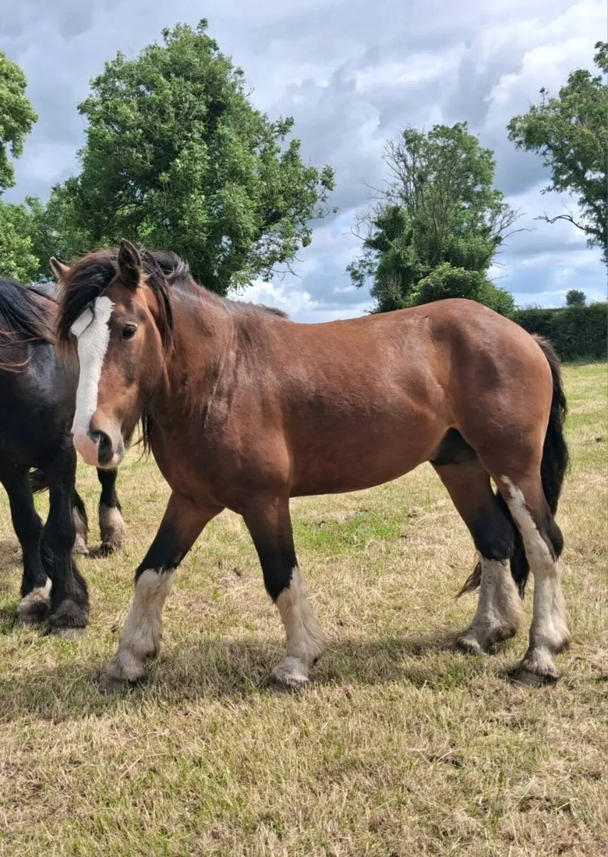 Gelding - Image 2