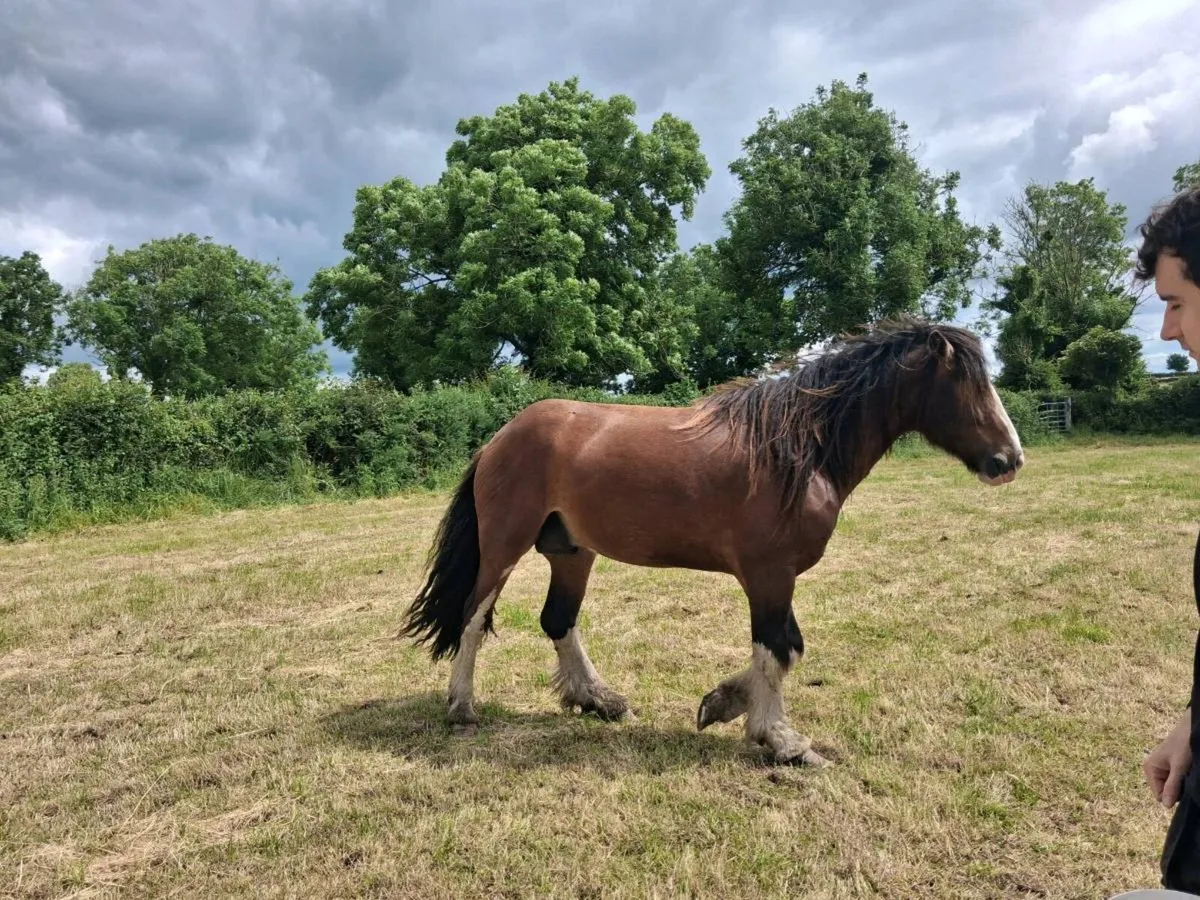 Gelding - Image 3