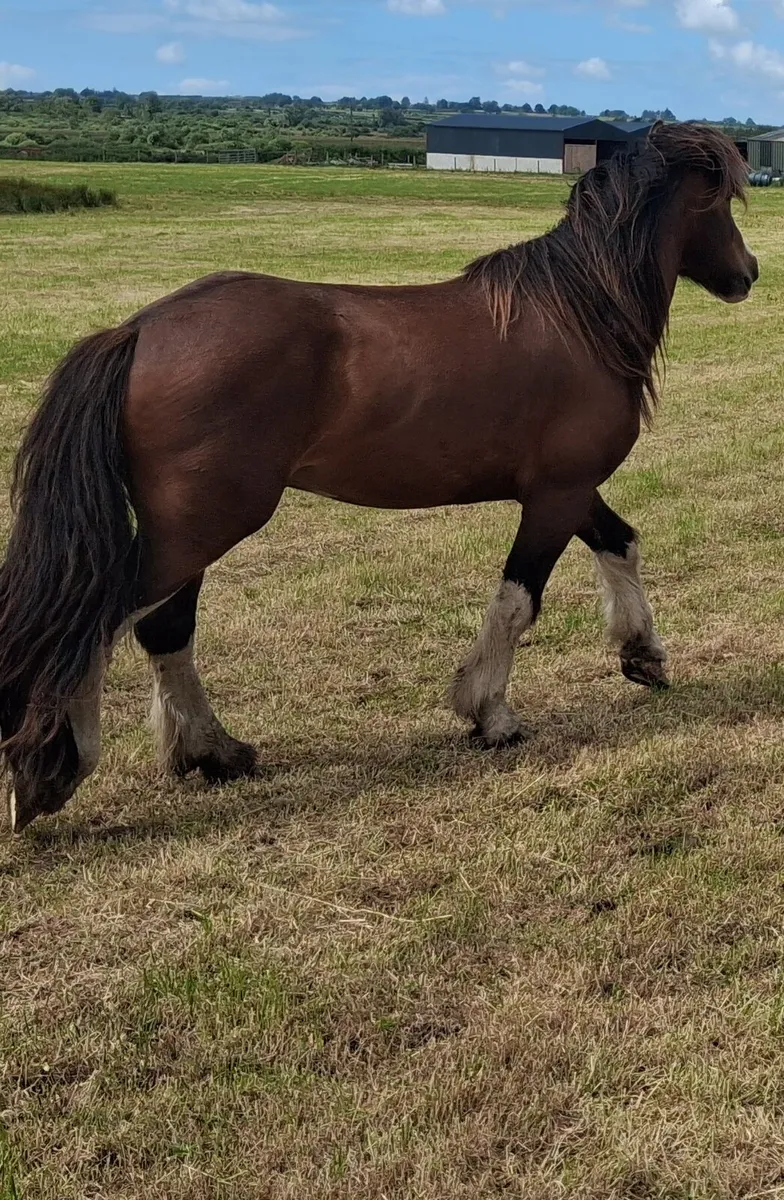 Gelding - Image 4