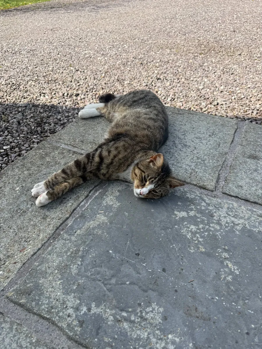 Cat - Image 1