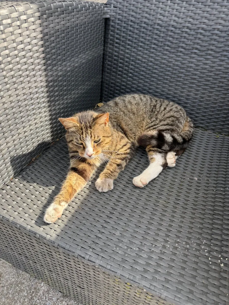 Cat - Image 2