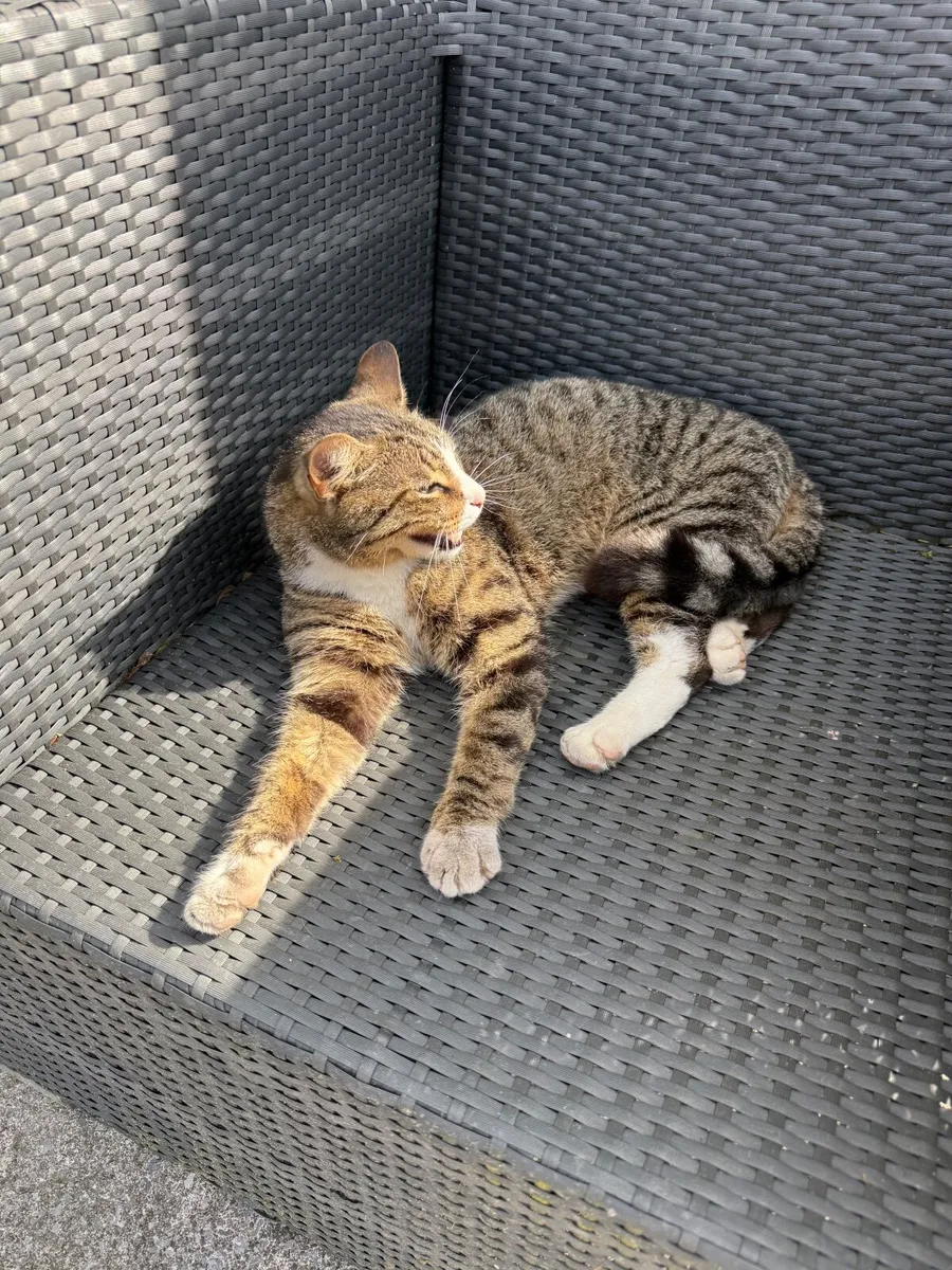 Cat - Image 3