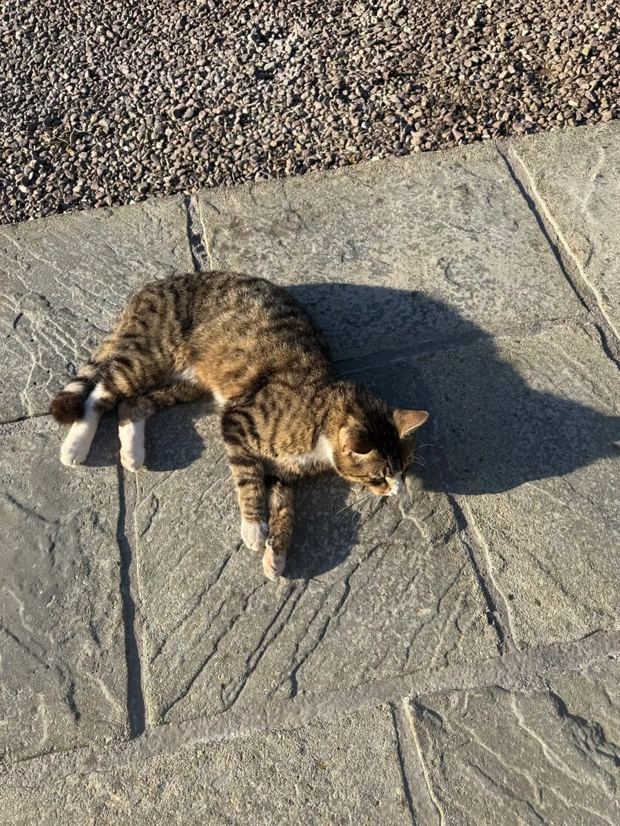 Cat - Image 4
