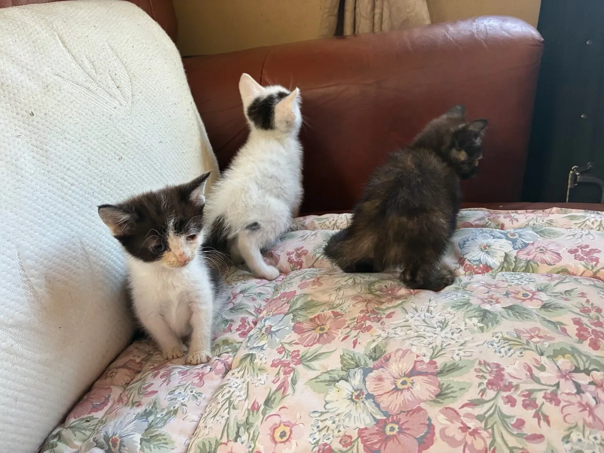 Kittens - Image 3