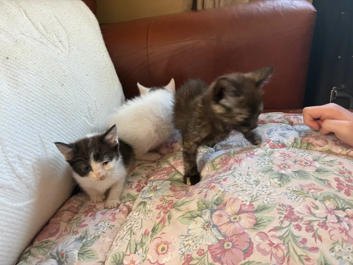 Kittens - Image 4