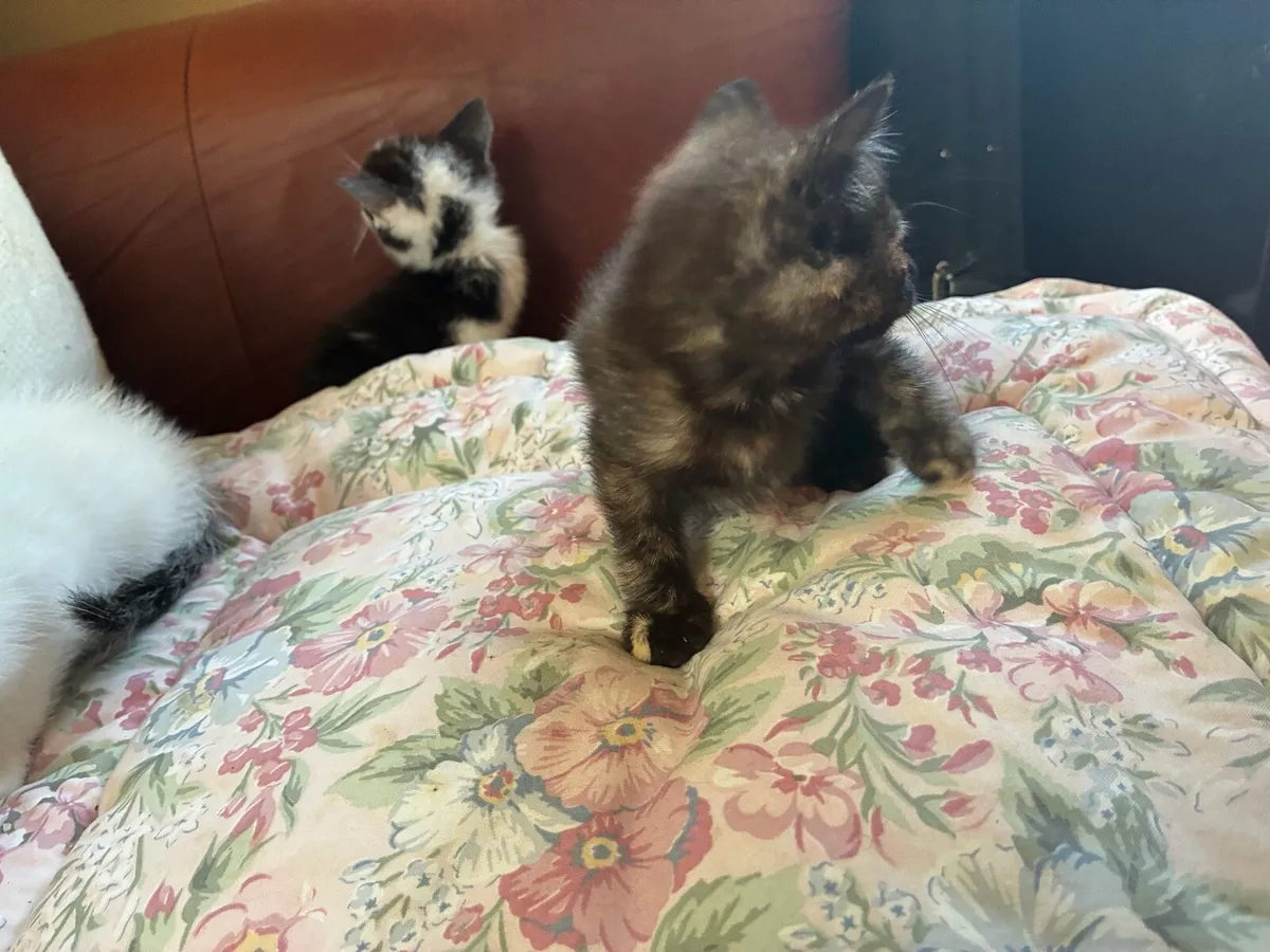 Kittens - Image 2
