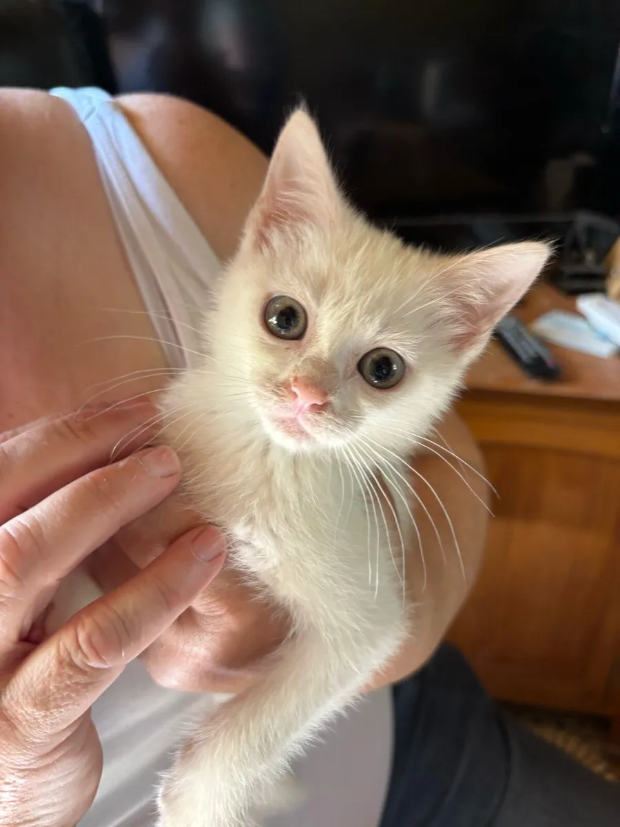 Kittens - Image 1