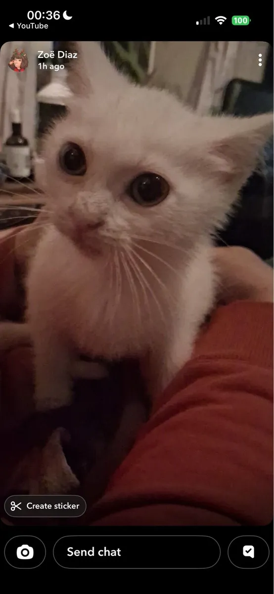 Kittens - Image 2