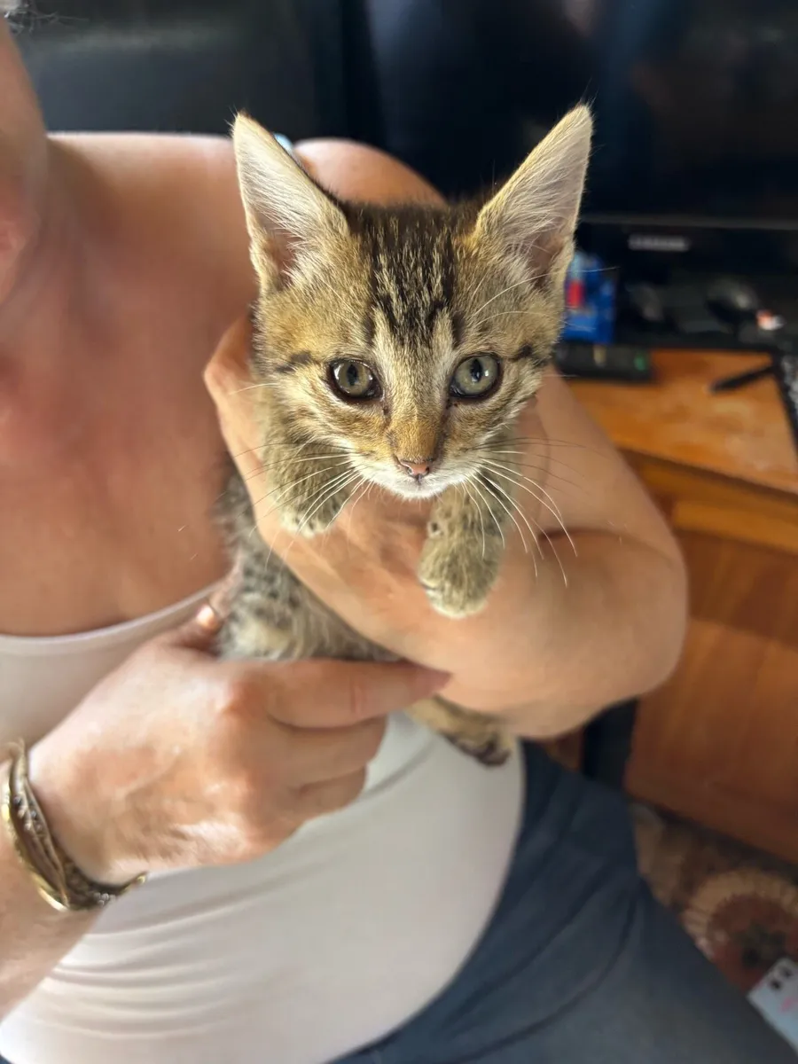 Kittens - Image 3