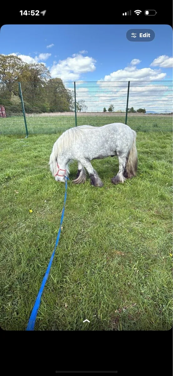 King bred 3 year old stallion for sale - Image 1