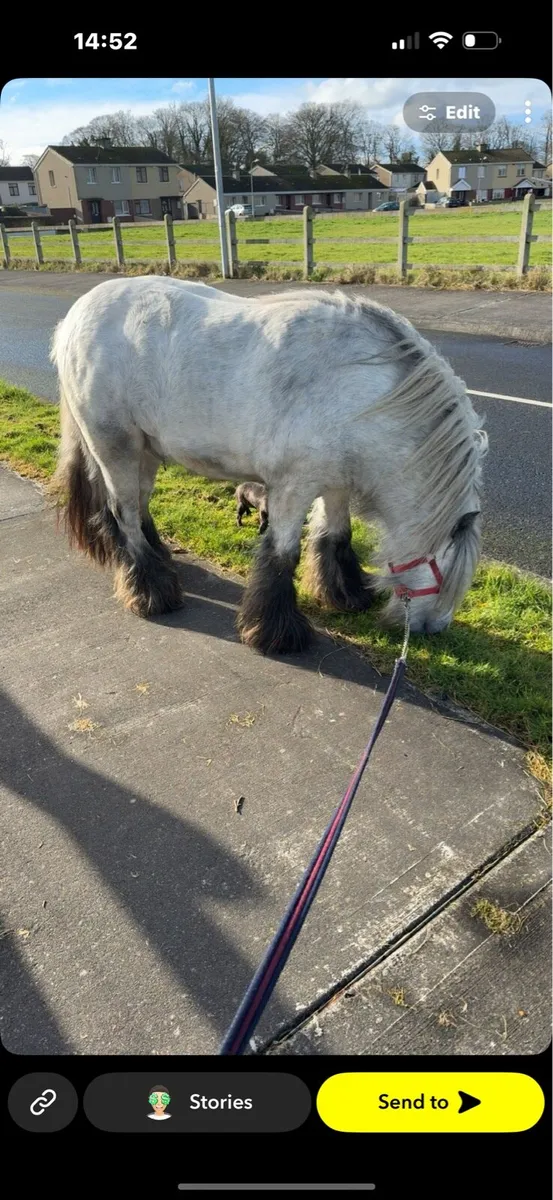 King bred 3 year old stallion for sale - Image 2