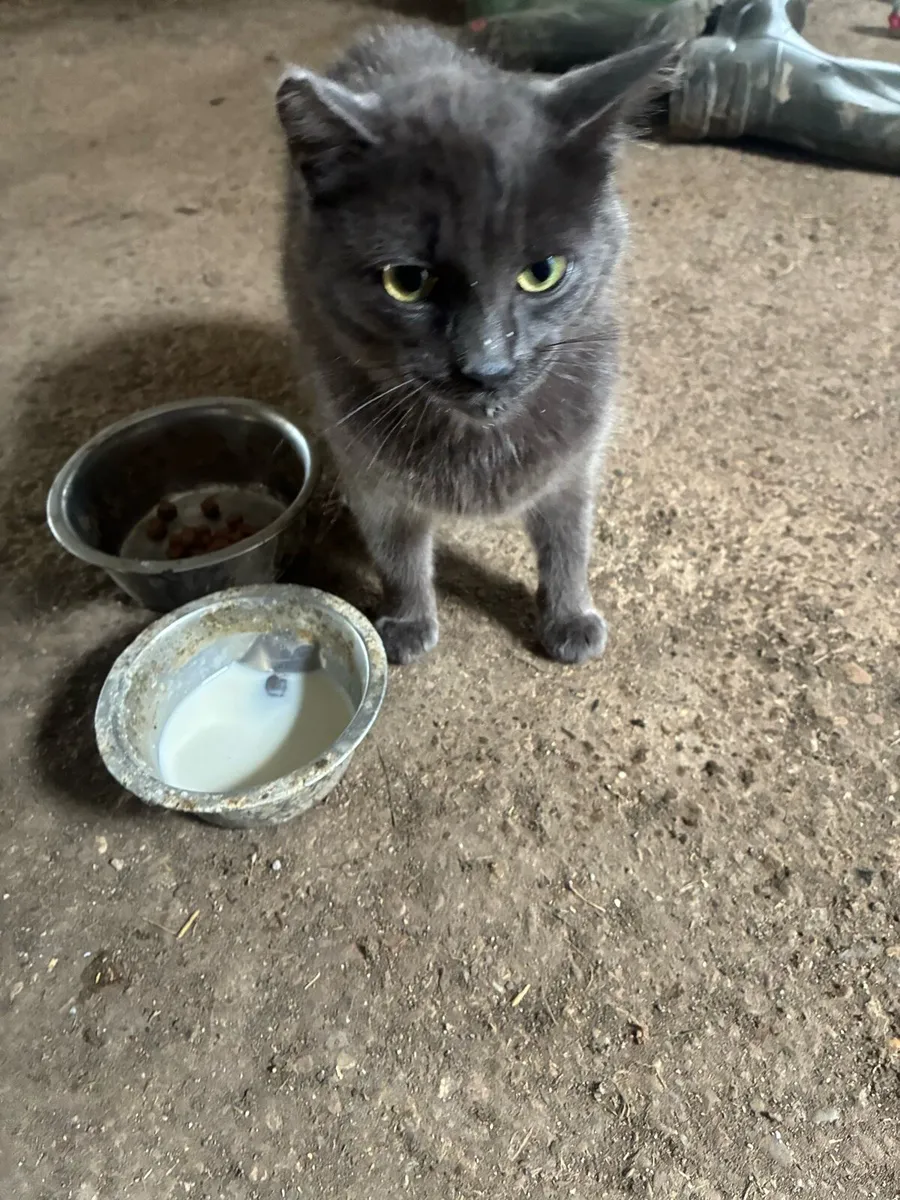 Kitten (Free to loving home-still available) - Image 1