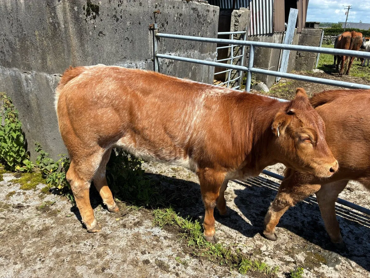 Roan heifers - Image 2