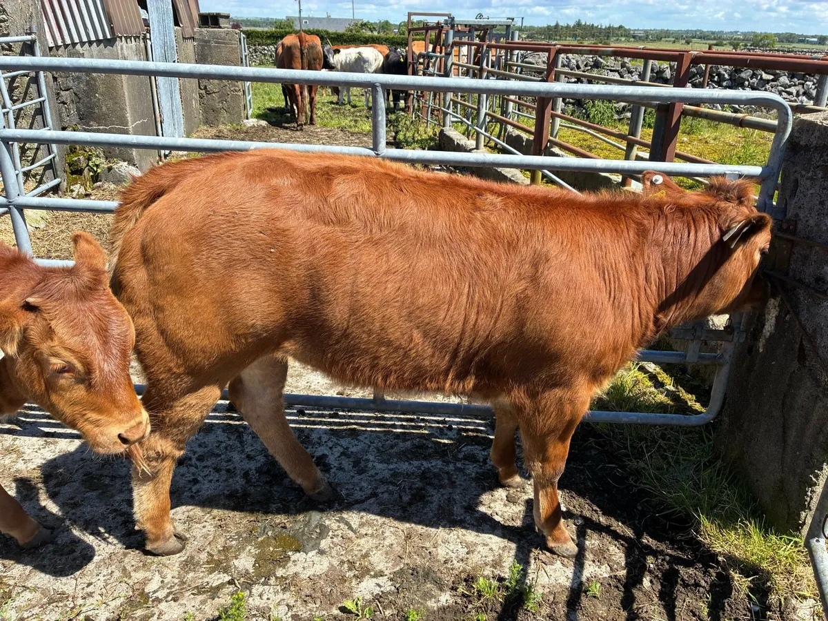 Roan heifers - Image 3