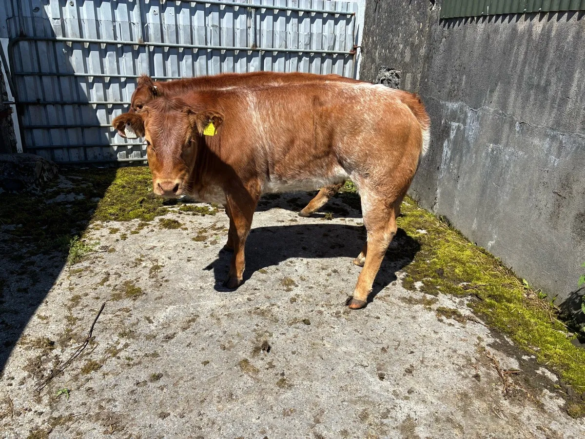 Roan heifers - Image 4