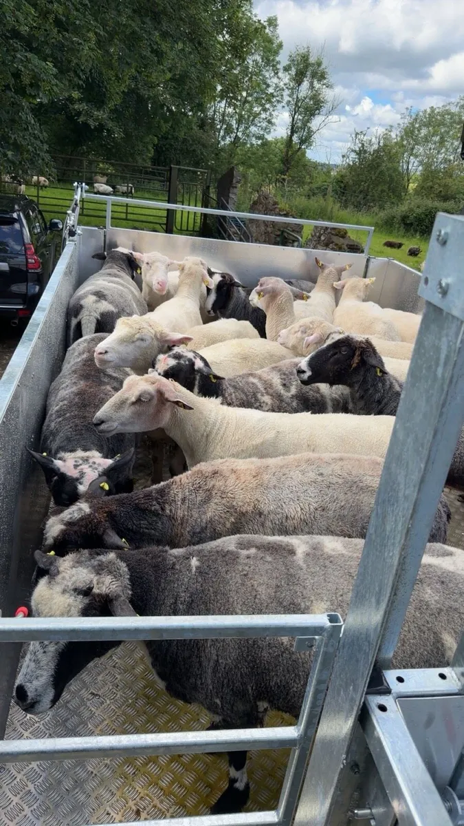 Mobile cage dipping - Image 2