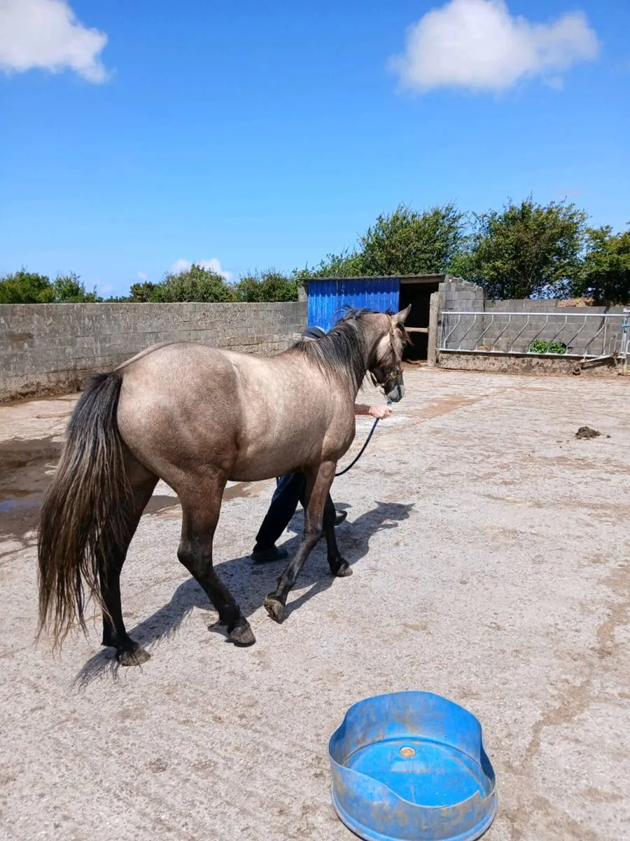 Horse - Image 1