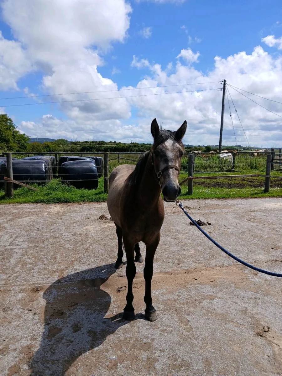 Horse - Image 4