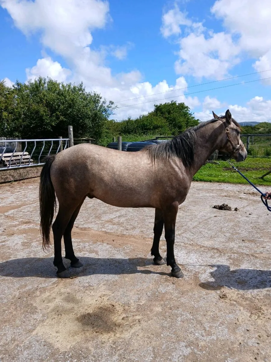 Horse - Image 2
