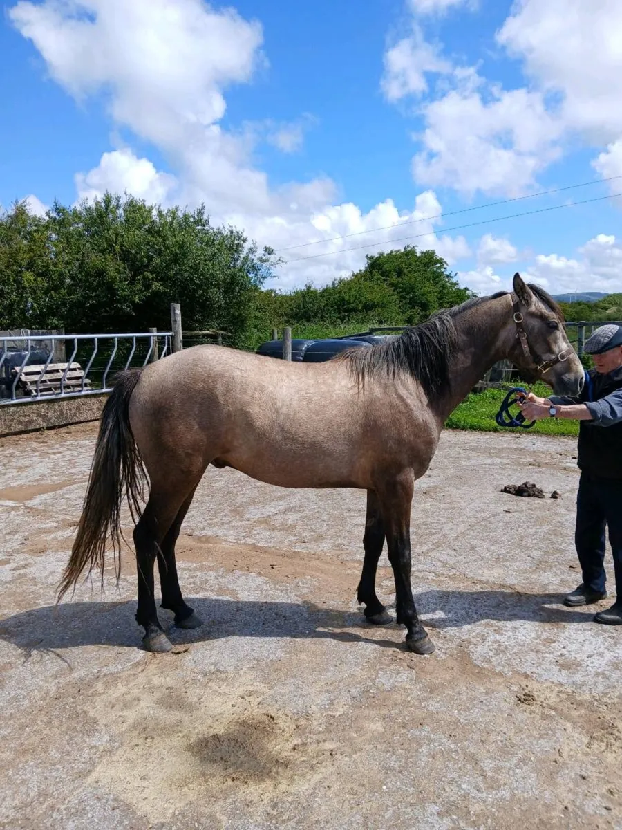 Horse - Image 3
