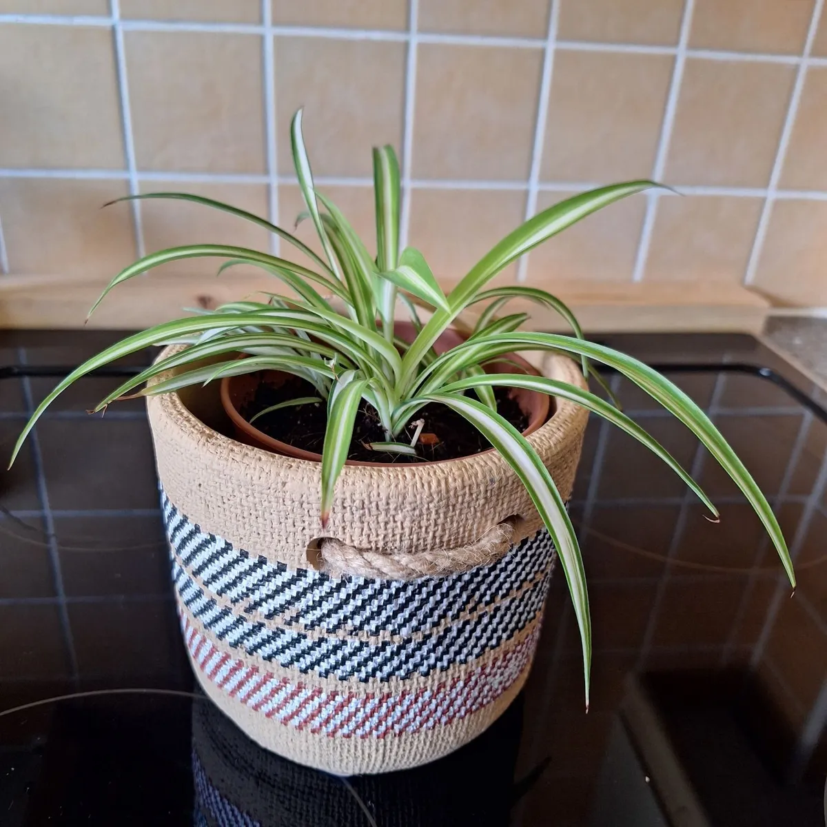 Healthy Spider Plant in Decorative Pot - Image 1