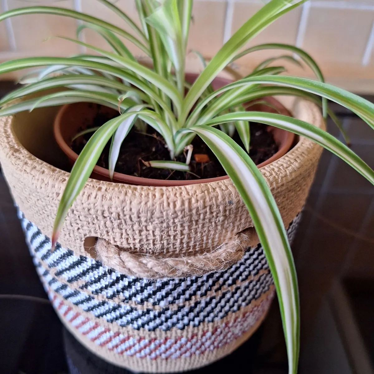 Healthy Spider Plant in Decorative Pot - Image 2