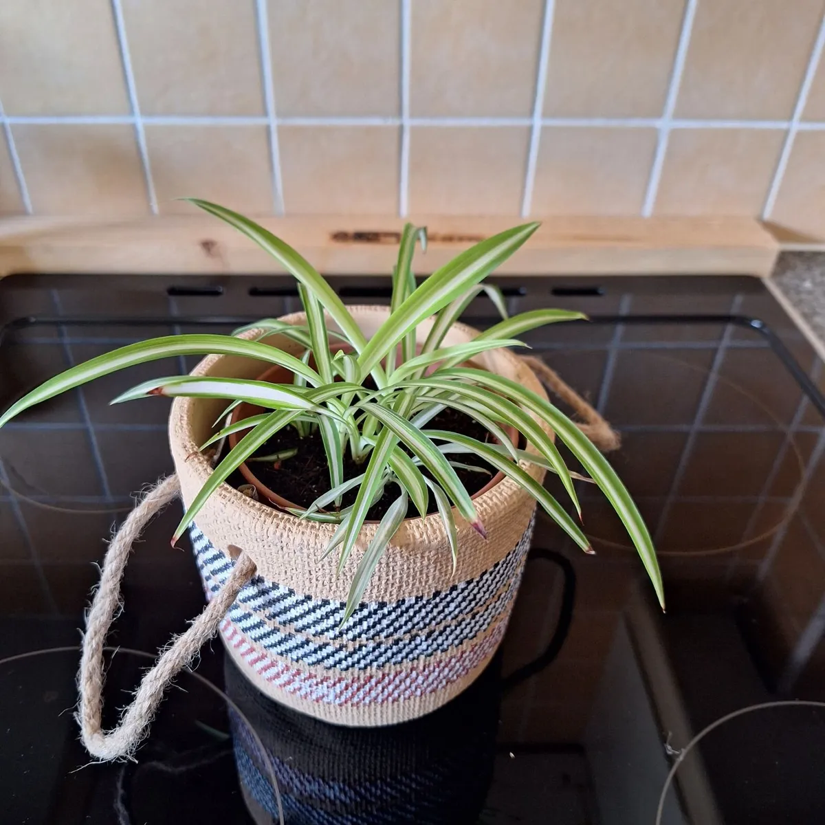 Healthy Spider Plant in Decorative Pot - Image 4