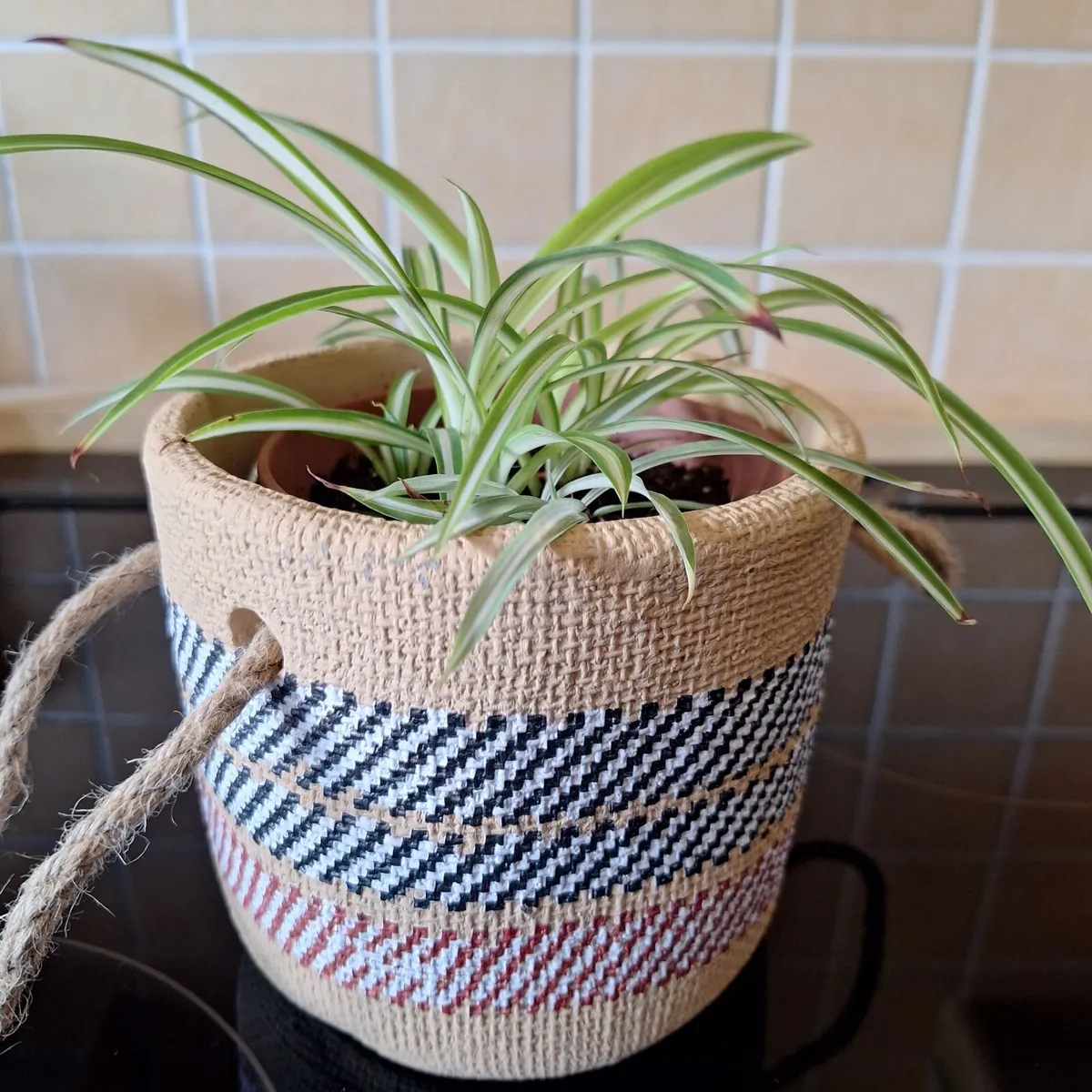 Healthy Spider Plant in Decorative Pot - Image 3