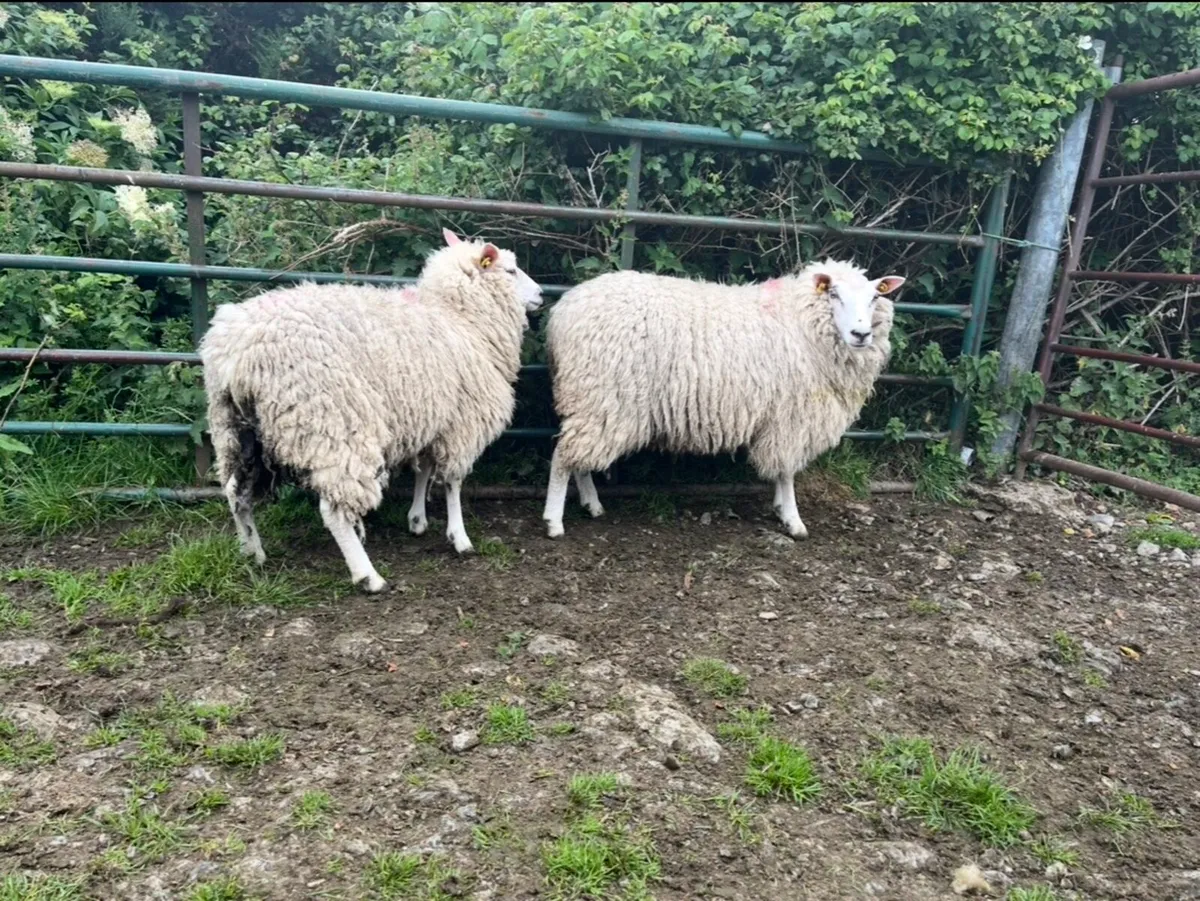 PBR Galway Hoggets - Image 2