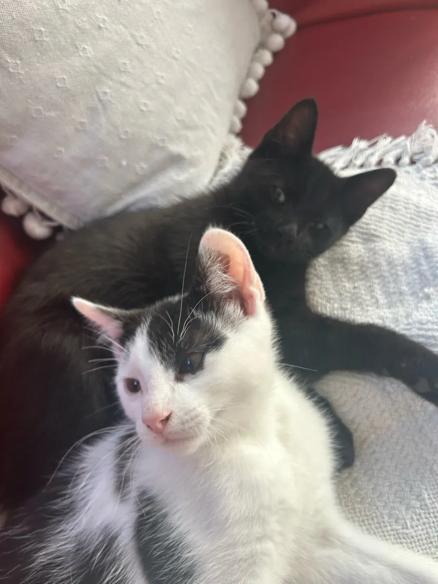 3 Kittens for rehoming - Image 1
