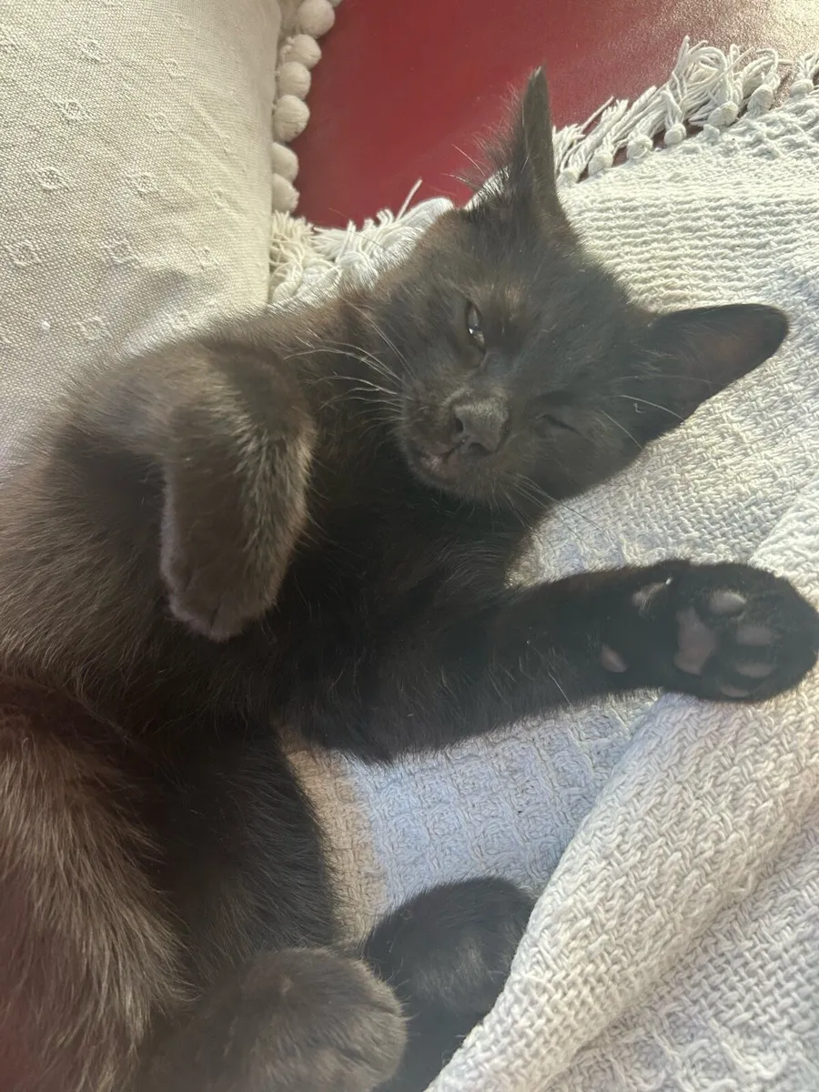 3 Kittens for rehoming - Image 2