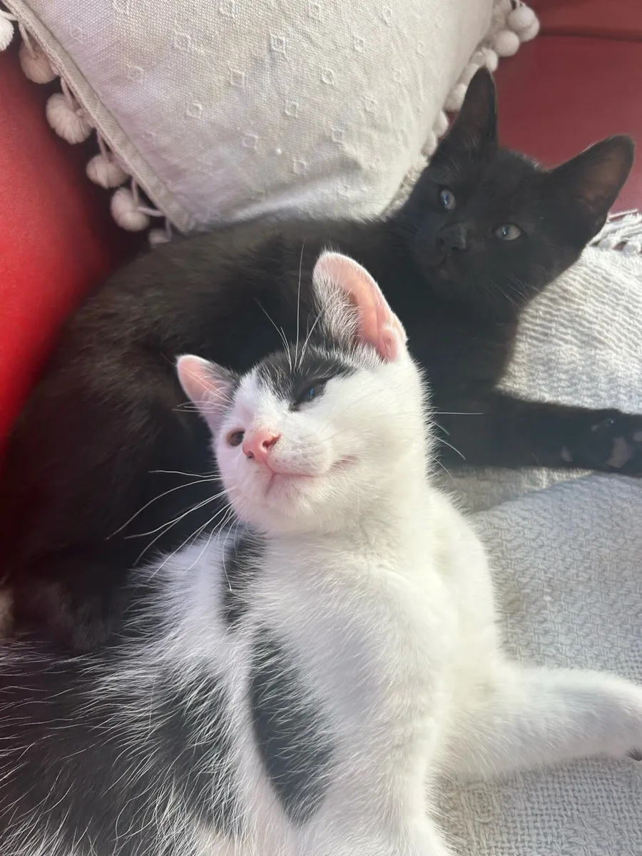 3 Kittens for rehoming - Image 3