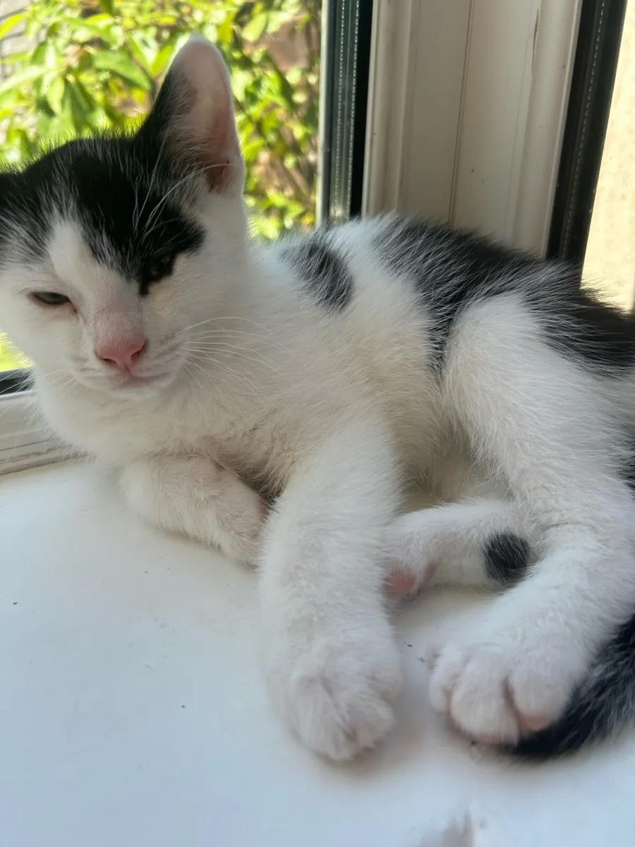 3 Kittens for rehoming - Image 4
