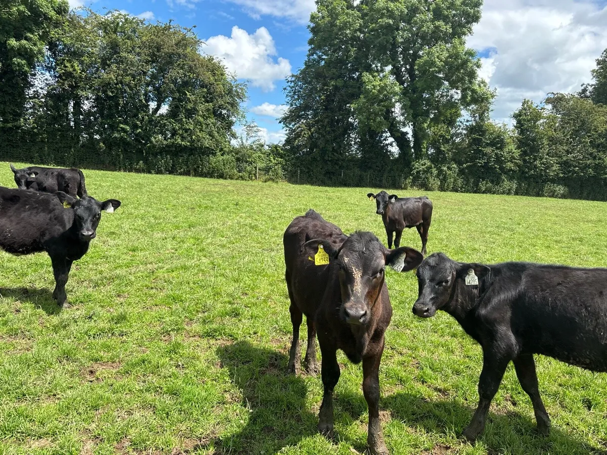 20 super Angus weanling heifers - Image 2
