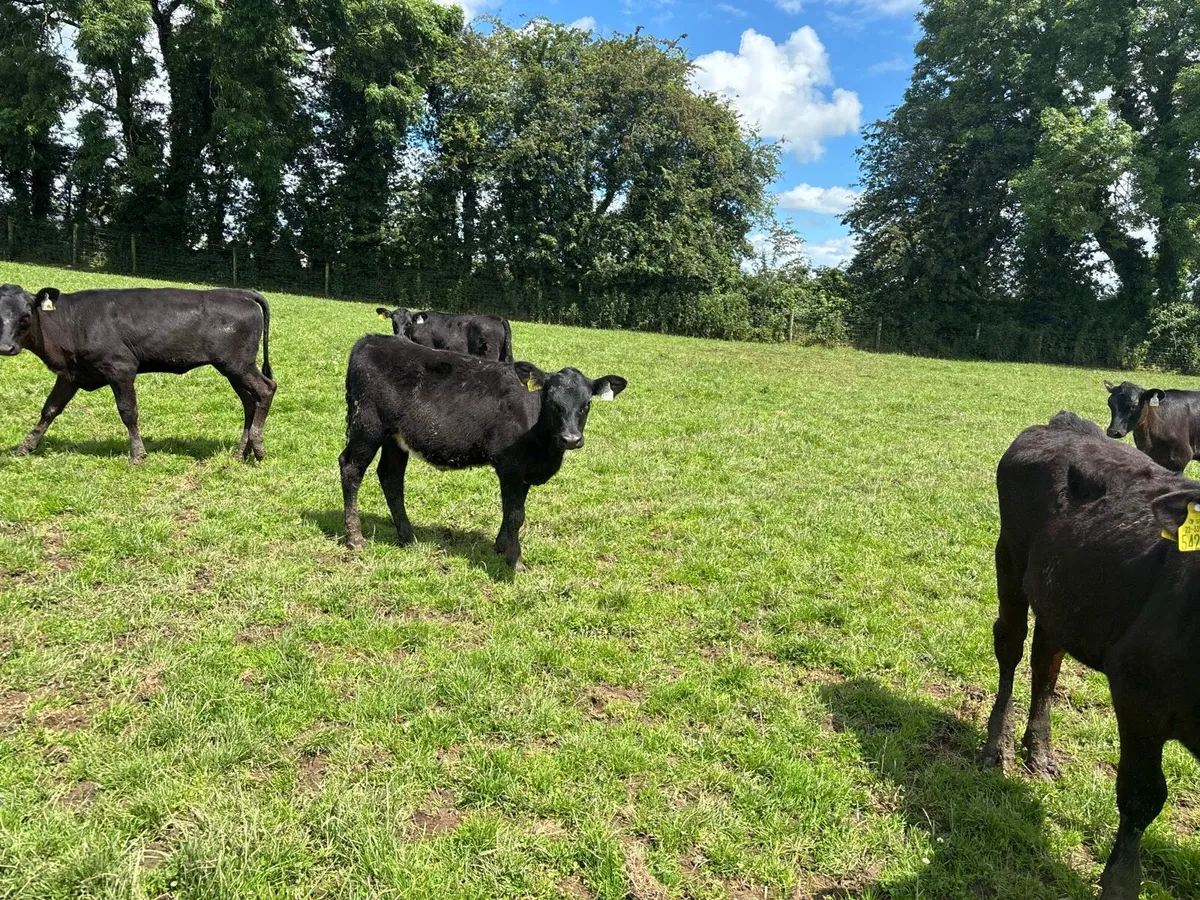 20 super Angus weanling heifers - Image 3