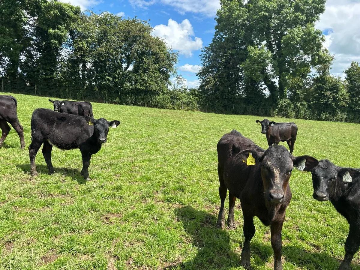 20 super Angus weanling heifers - Image 4