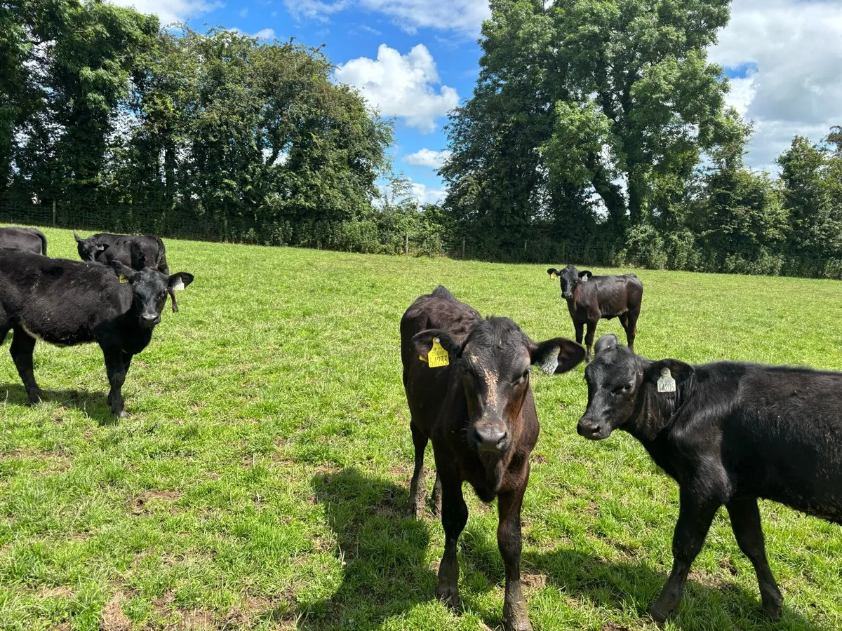 20 super Angus weanling heifers - Image 1