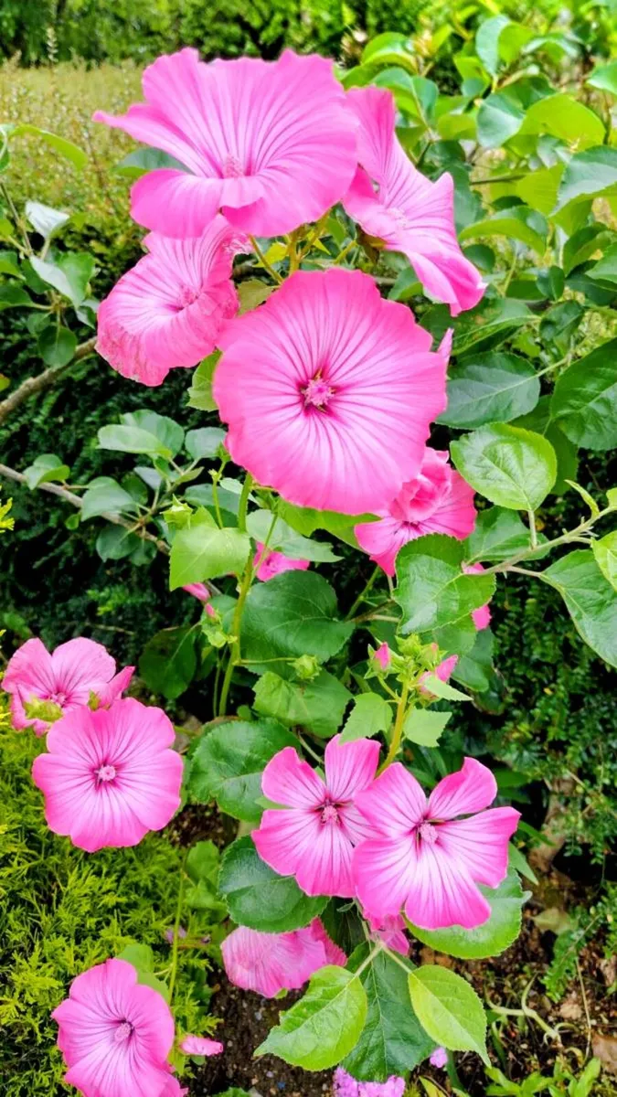 Giant Mallow