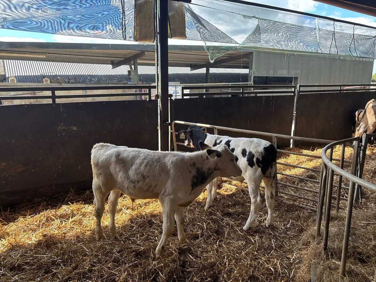 5 weaned Belgian blue bulls - Image 1