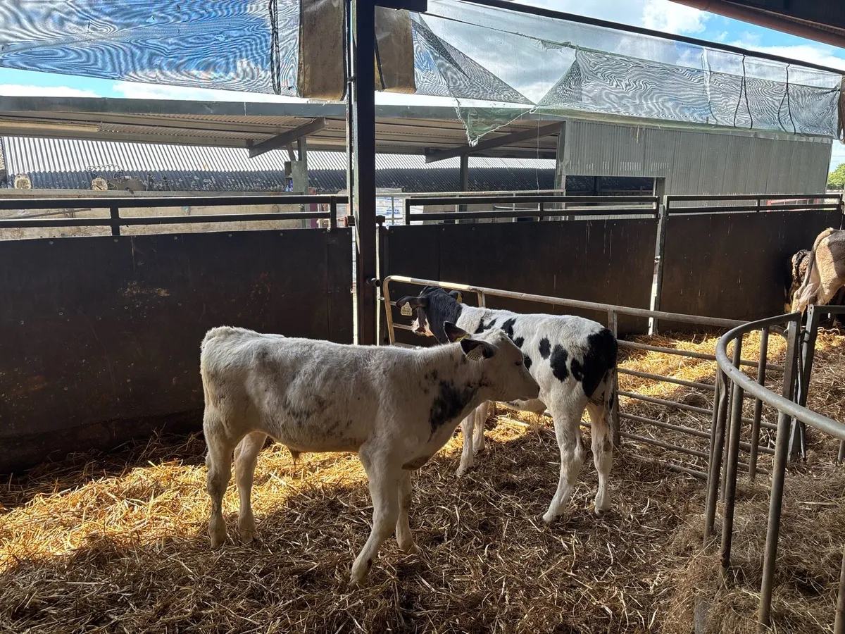 5 weaned Belgian blue bulls - Image 2