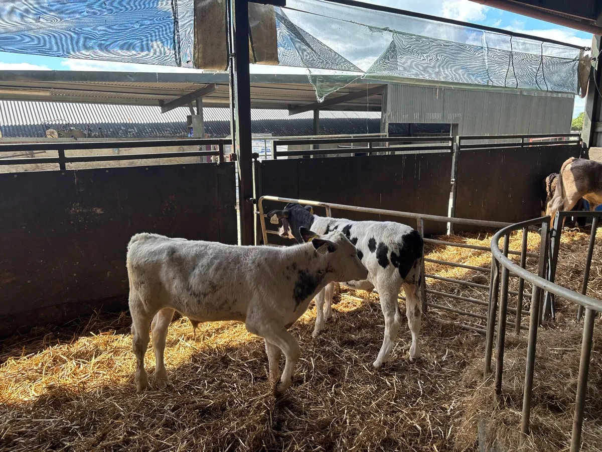 5 weaned Belgian blue bulls - Image 3