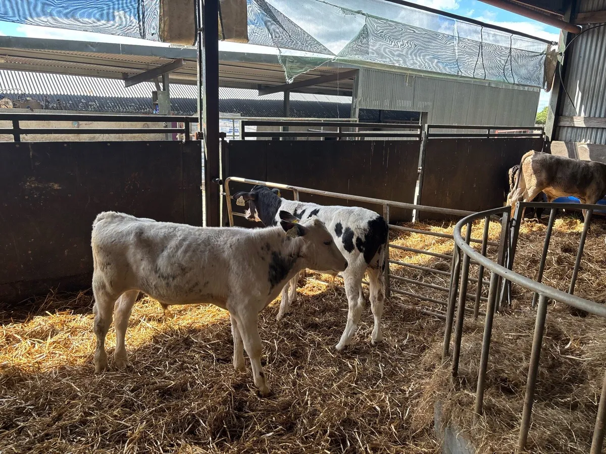 5 weaned Belgian blue bulls - Image 4
