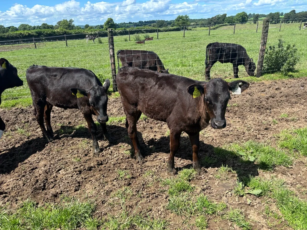 30 super weaned Angus heifers - Image 2