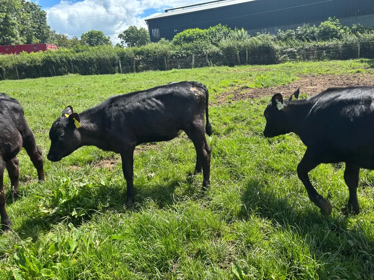 30 super weaned Angus heifers - Image 3