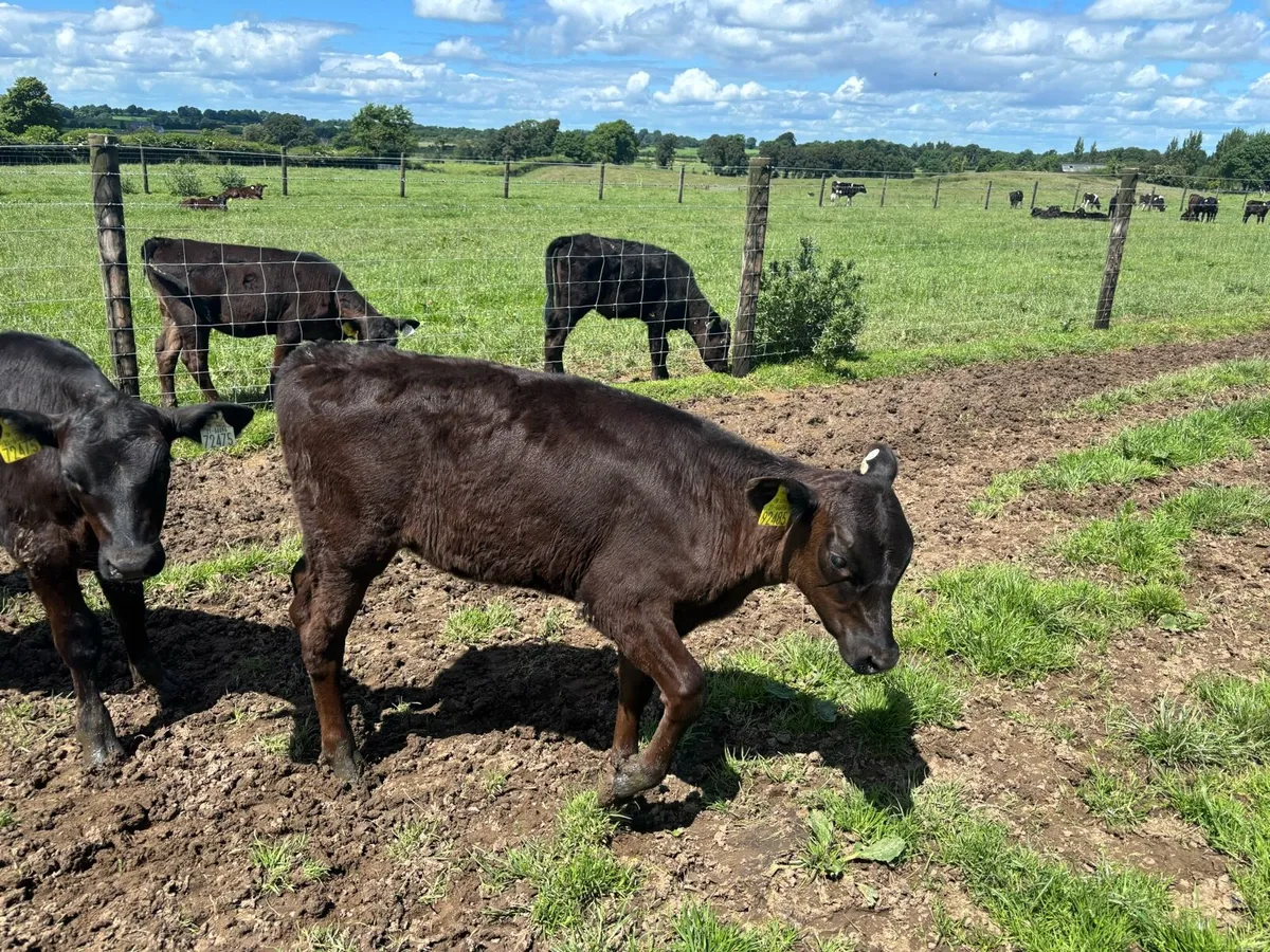 30 super weaned Angus heifers - Image 4