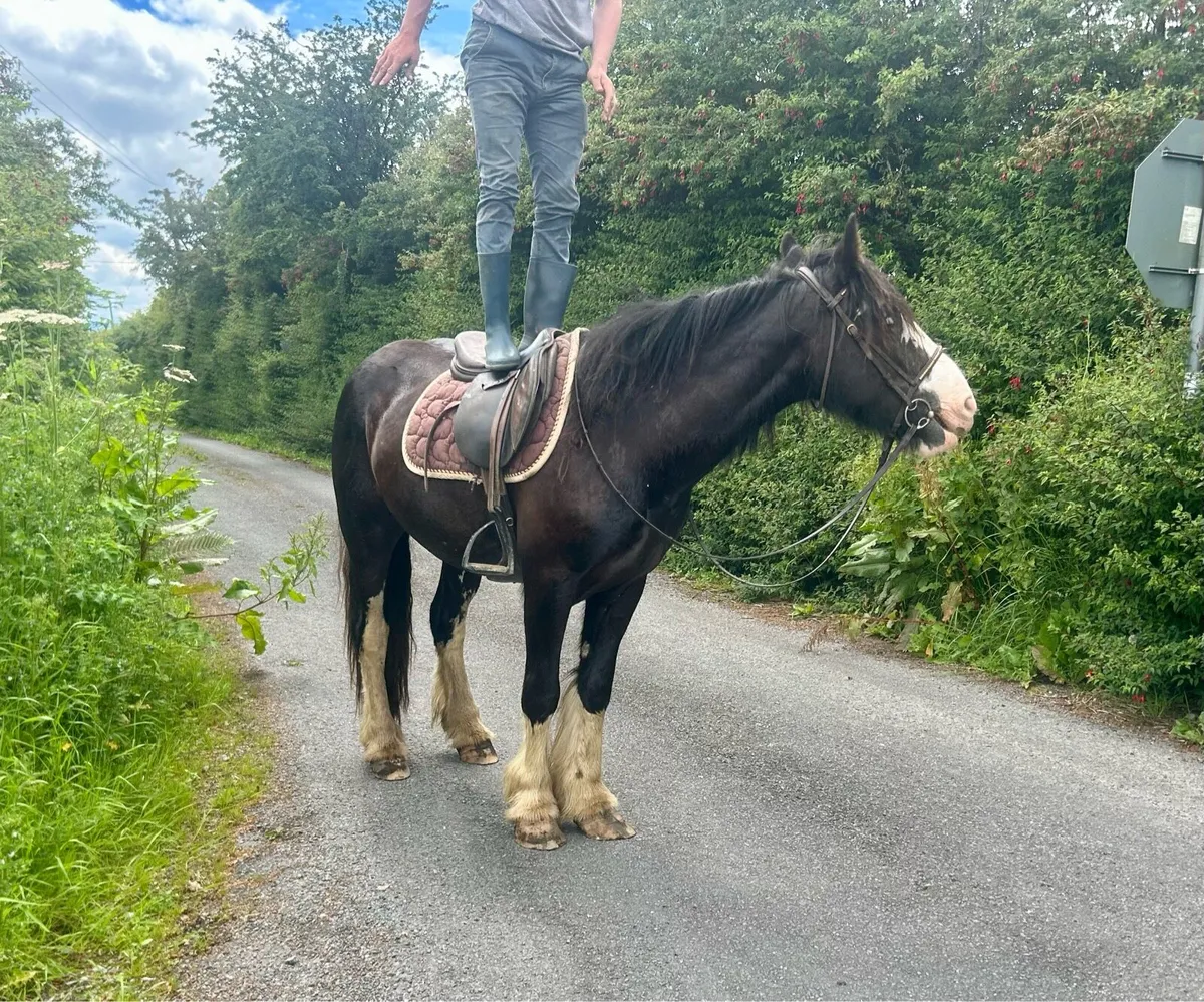 Traditional Irish cob - Image 1