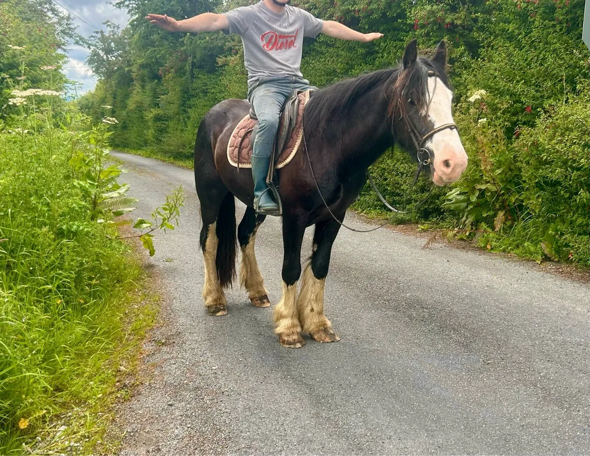Traditional Irish cob - Image 2