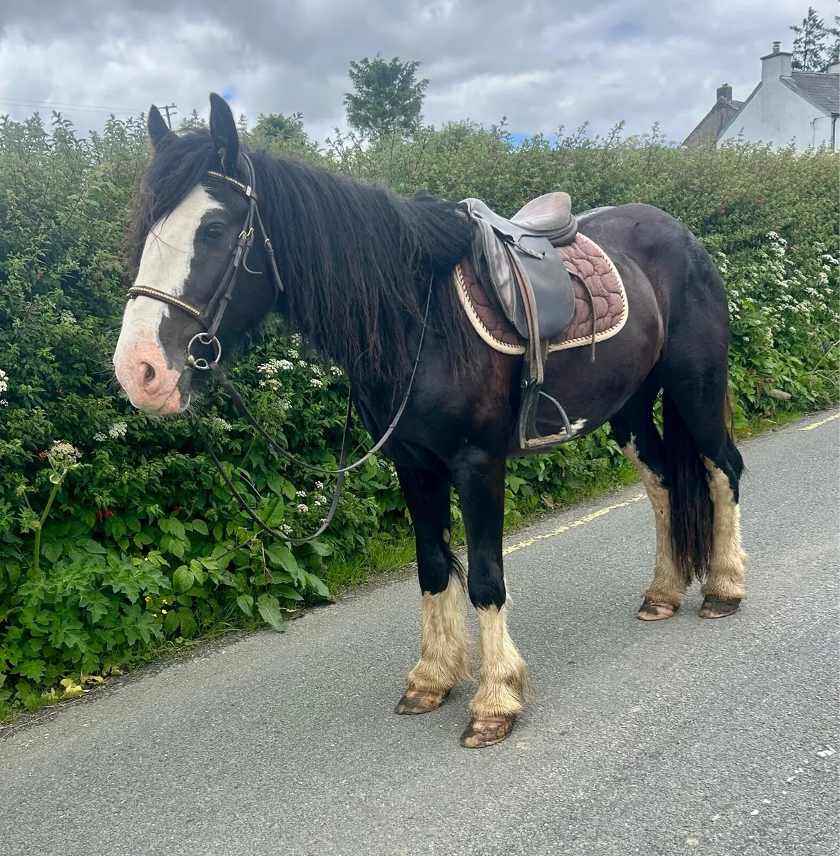 Traditional Irish cob - Image 4